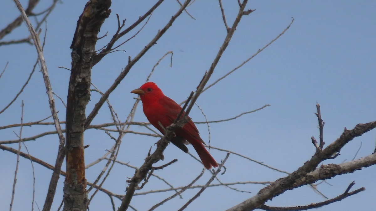 Summer Tanager - ML620825969