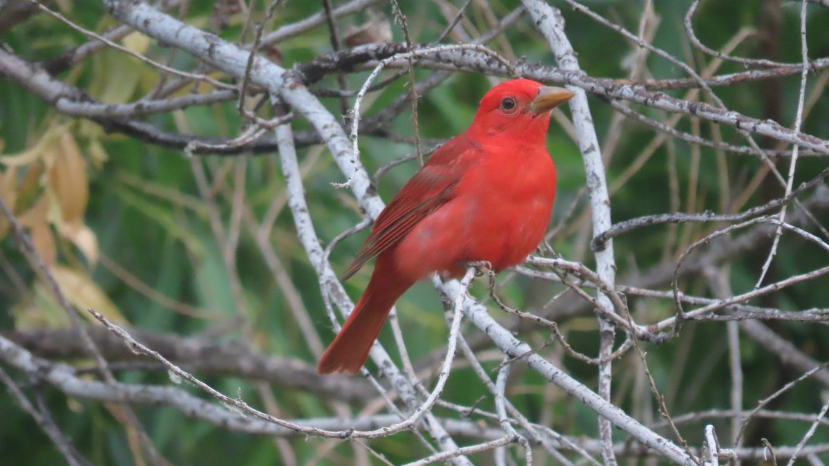 Piranga Roja - ML620825970