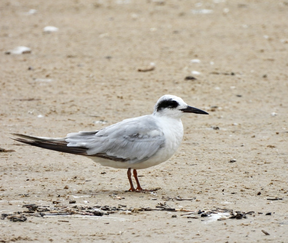 Forster's Tern - ML620825971