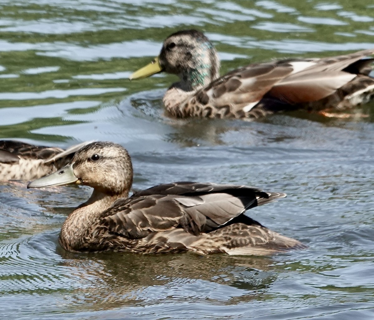 anatidé sp. (canard sp.) - ML620825972