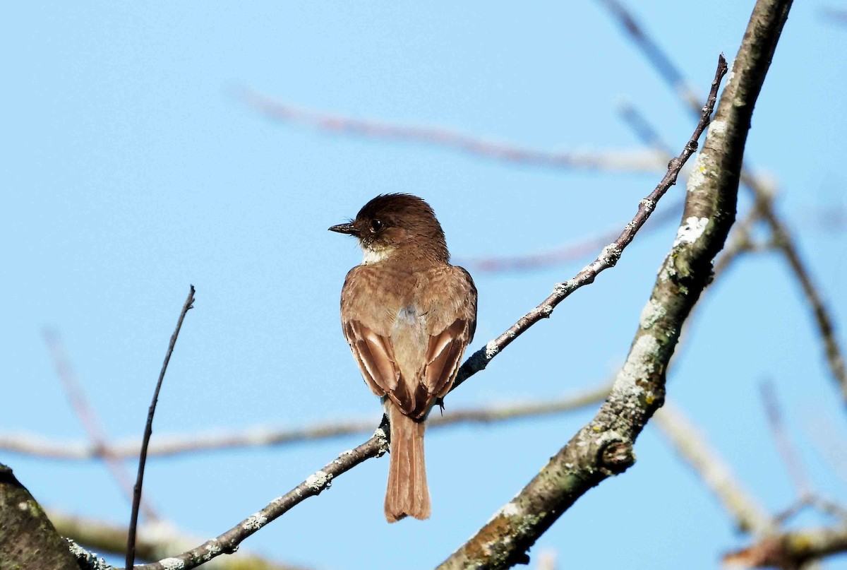 Eastern Phoebe - ML620825973