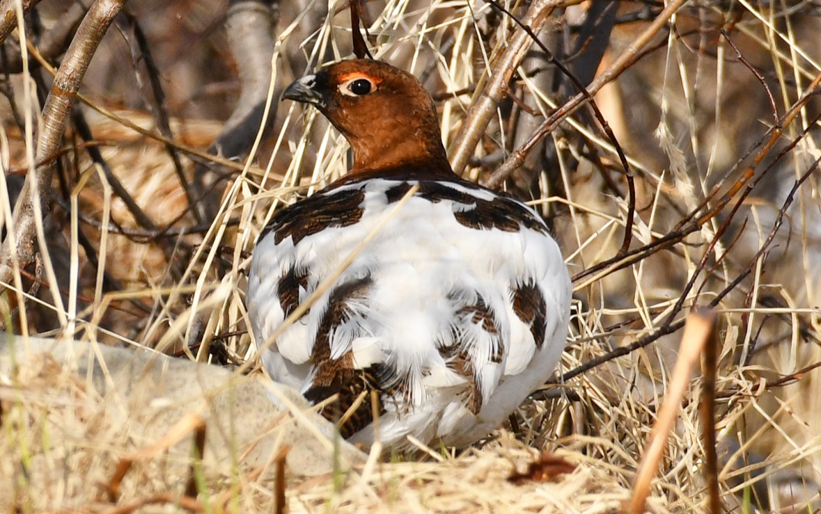 Willow Ptarmigan - ML620825974