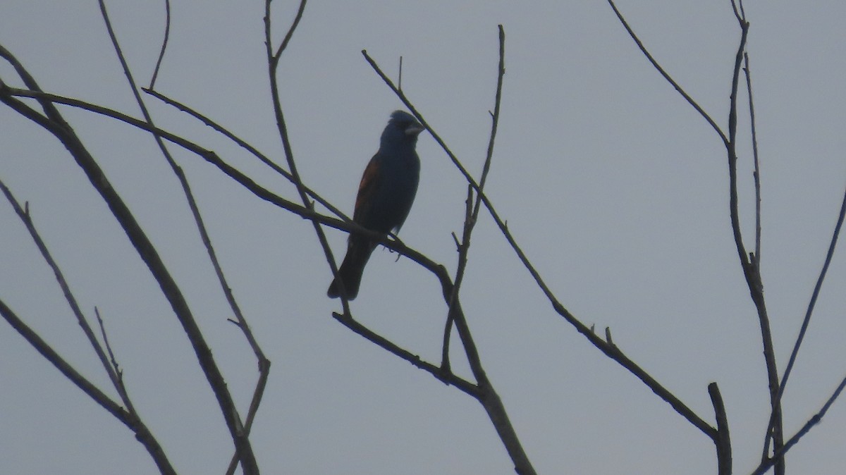 Blue Grosbeak - ML620825975