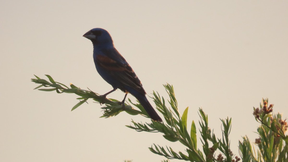 Blue Grosbeak - ML620825976