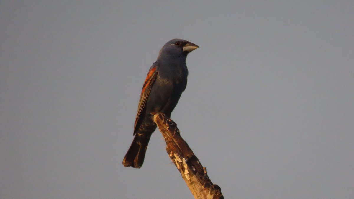 Blue Grosbeak - ML620825977