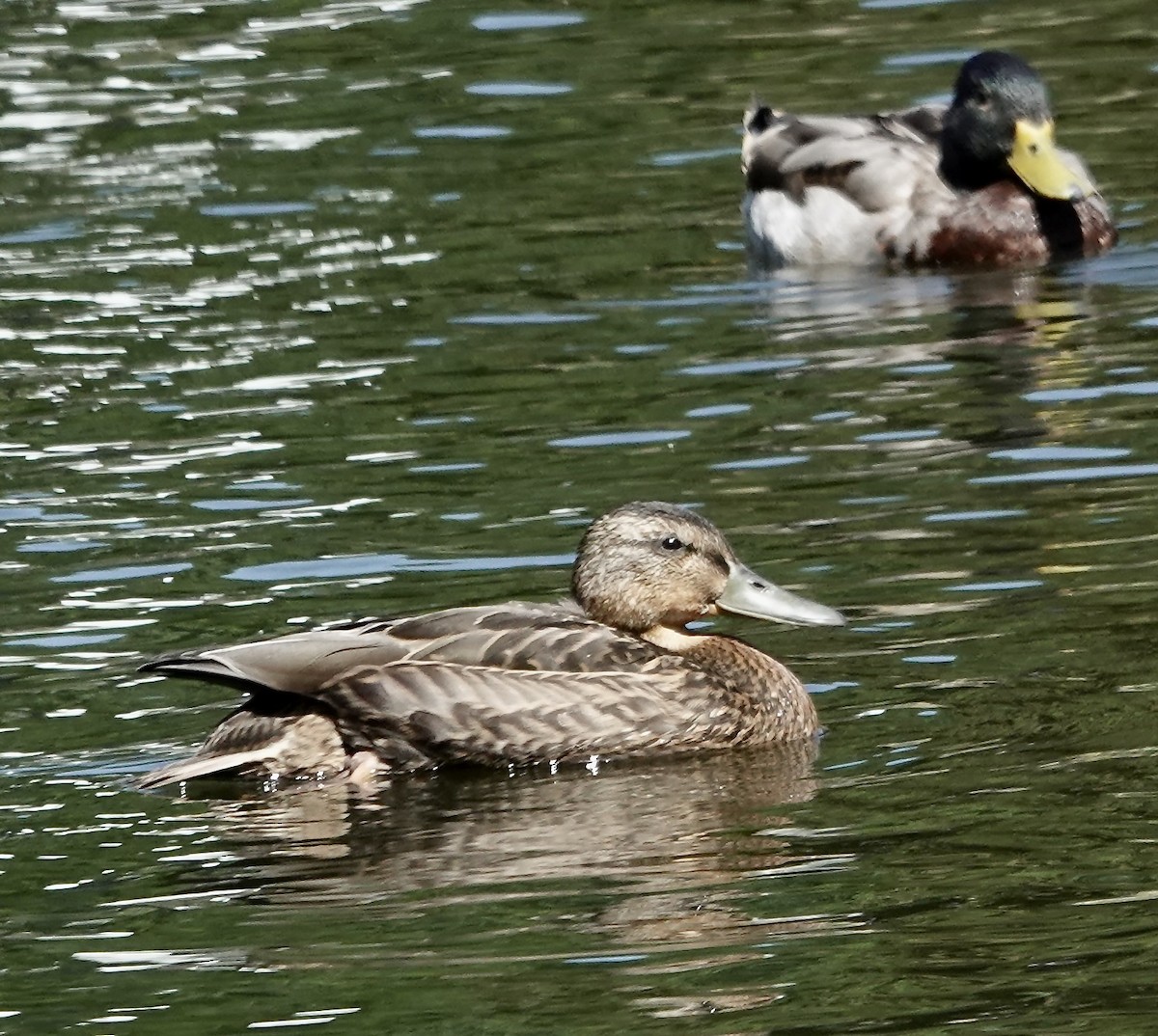 anatidé sp. (canard sp.) - ML620825978