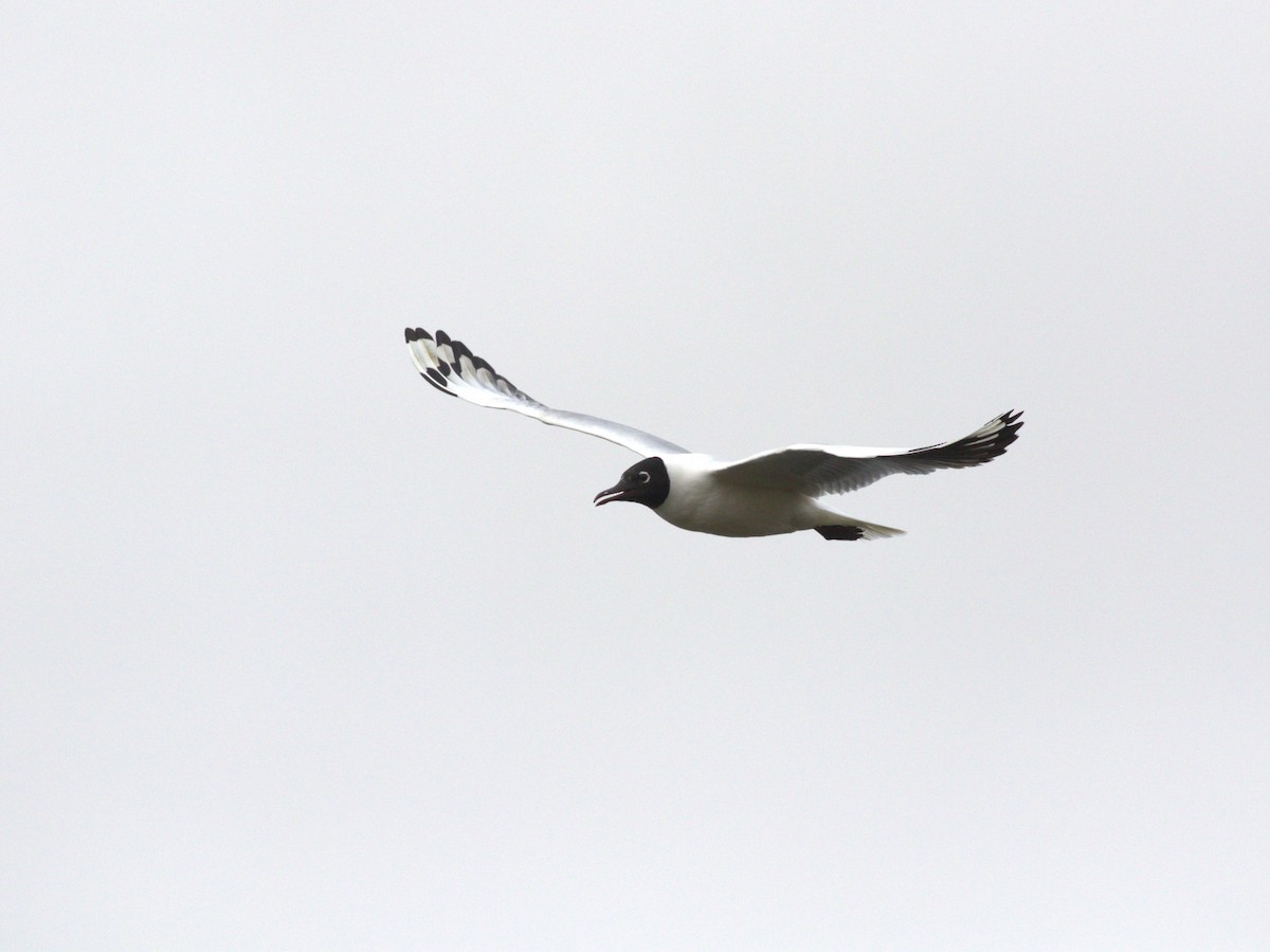 Andean Gull - ML620825979