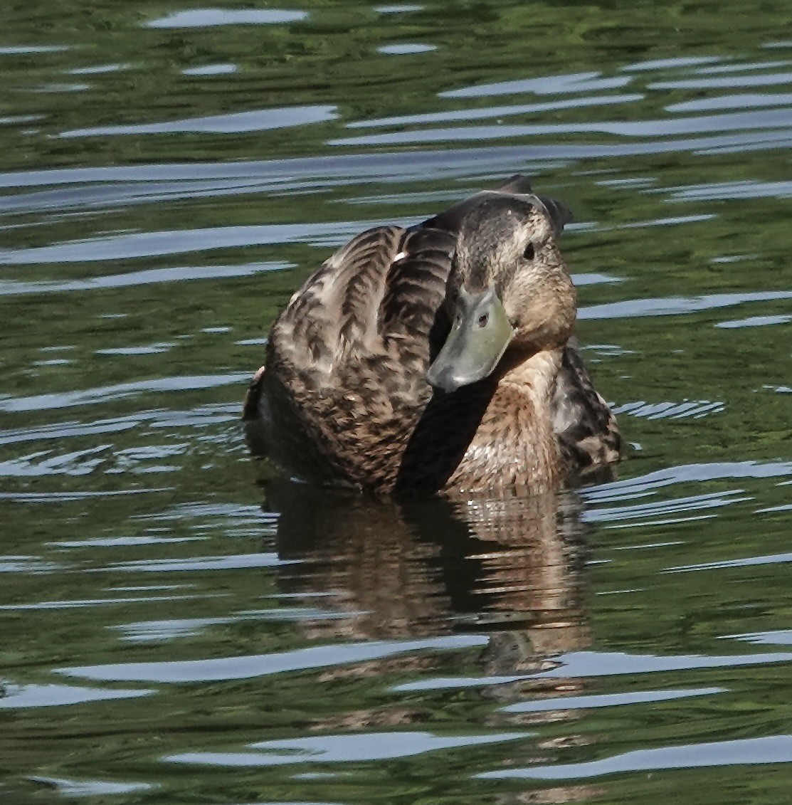 カモ亜科 - ML620825980