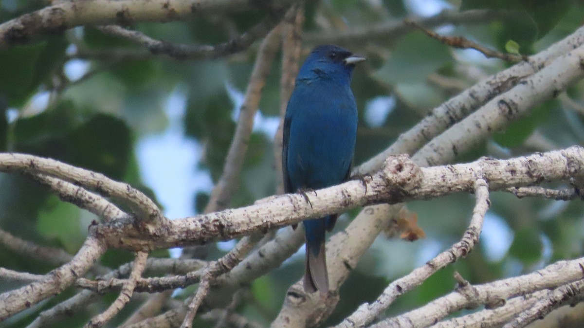 Indigo Bunting - ML620825982