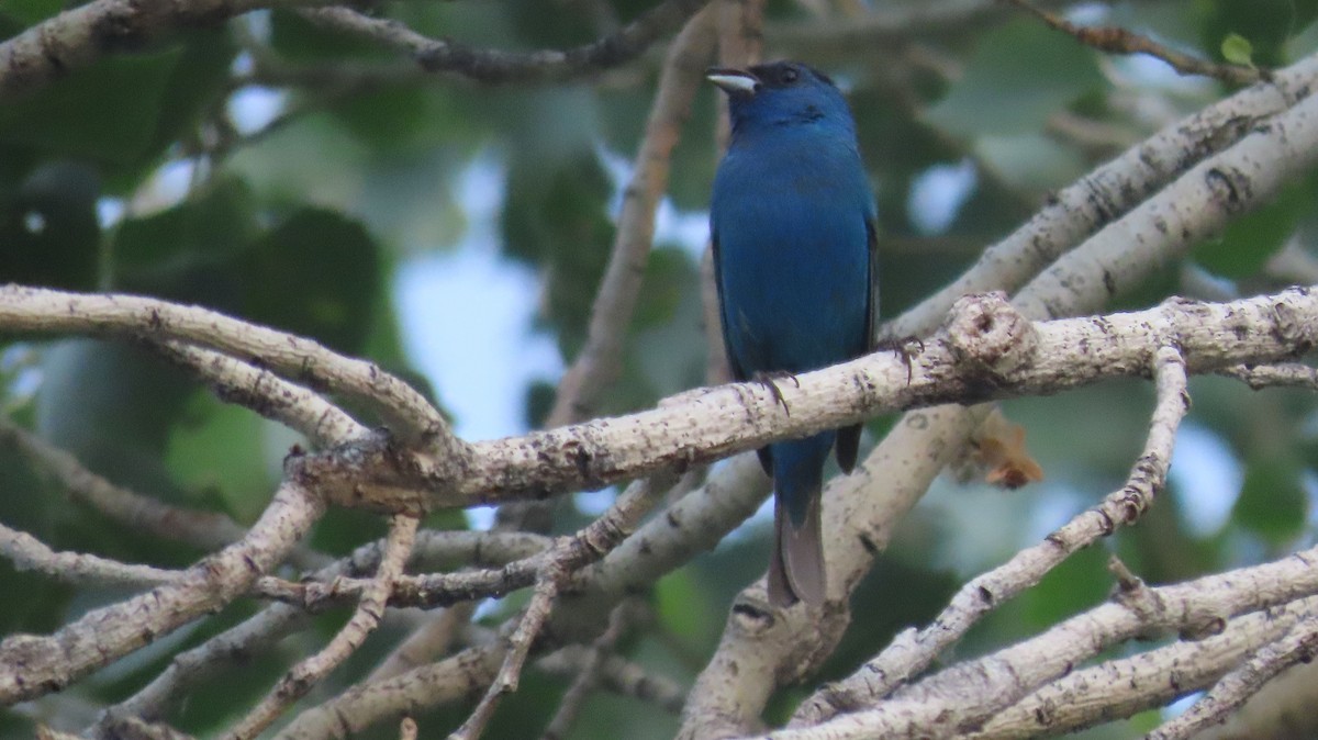 Indigo Bunting - ML620825983