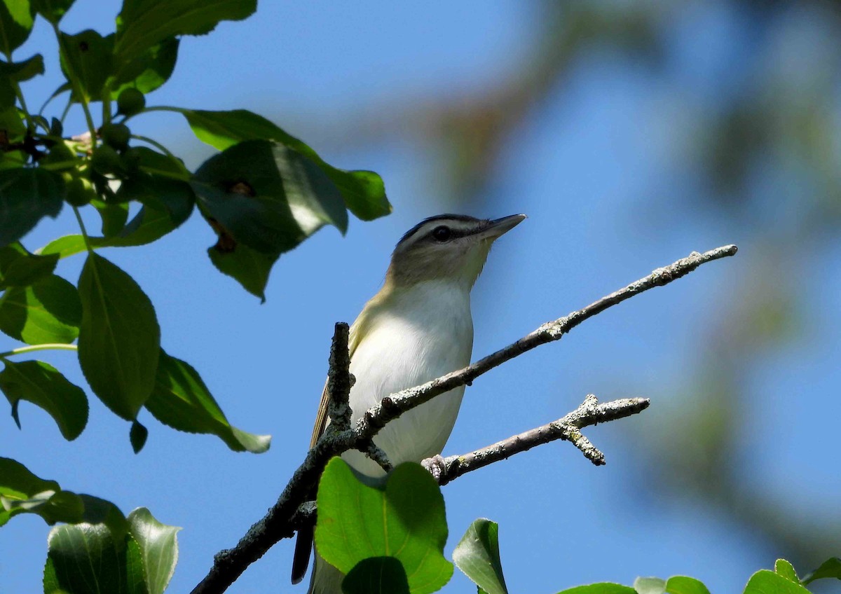 Vireo Ojirrojo - ML620825984