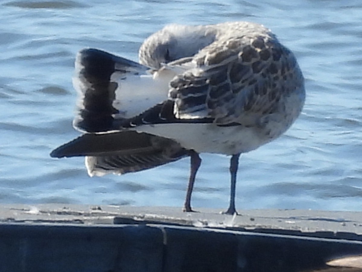 Ring-billed Gull - ML620825987