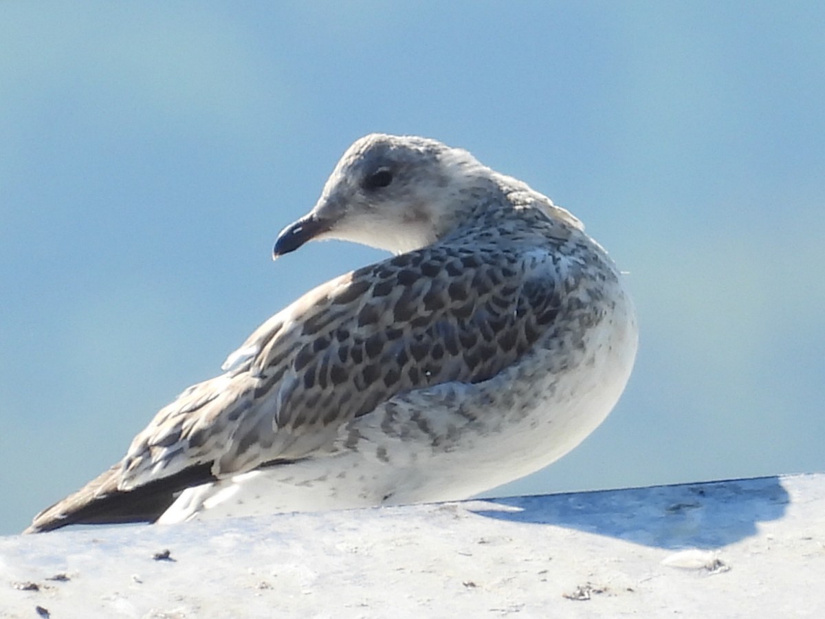 Ring-billed Gull - ML620825988