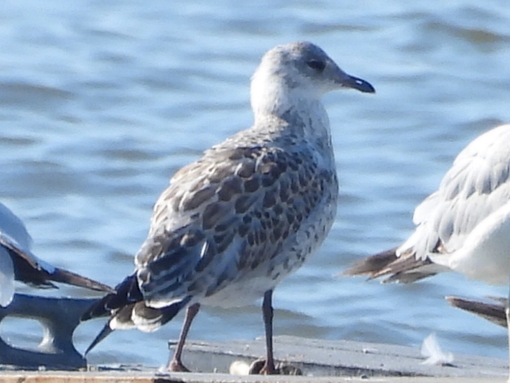 Ring-billed Gull - ML620825989