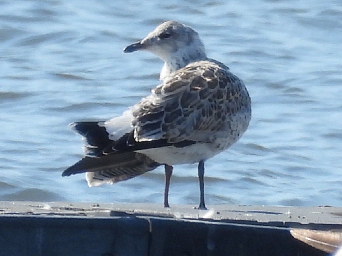 Ring-billed Gull - ML620825990