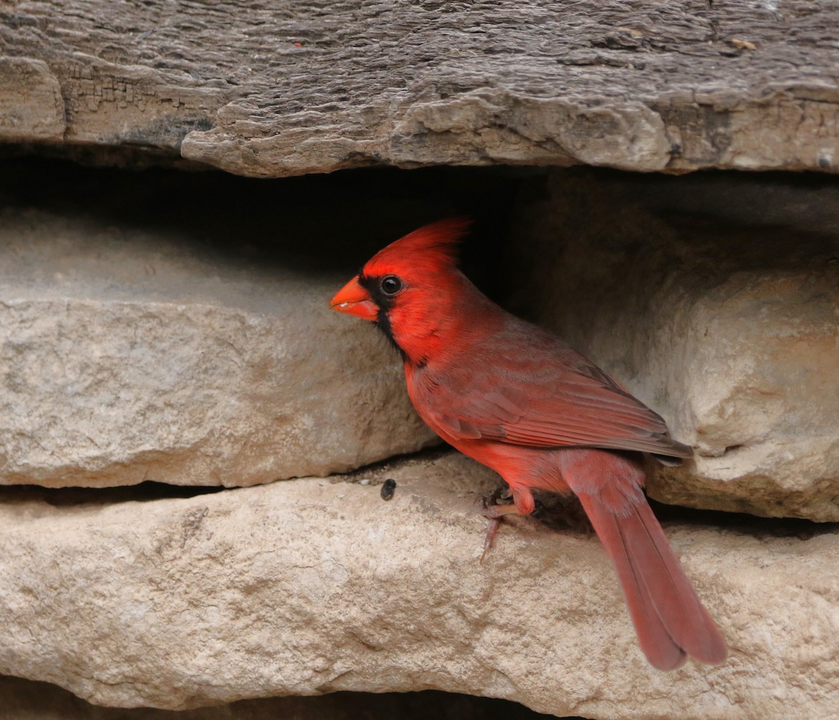 Cardinal rouge - ML620825993