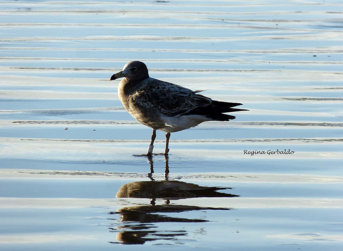 Olrog's Gull - ML620826016