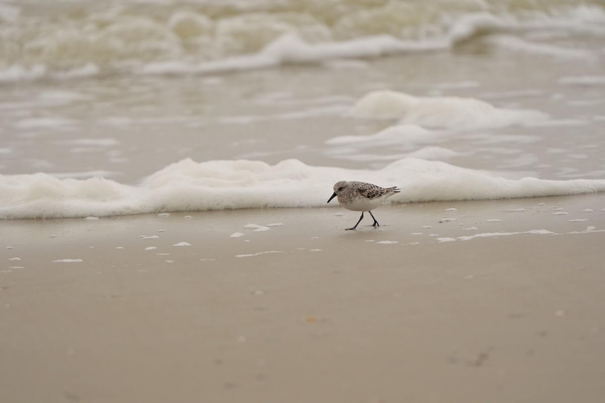 Bécasseau sanderling - ML620826017