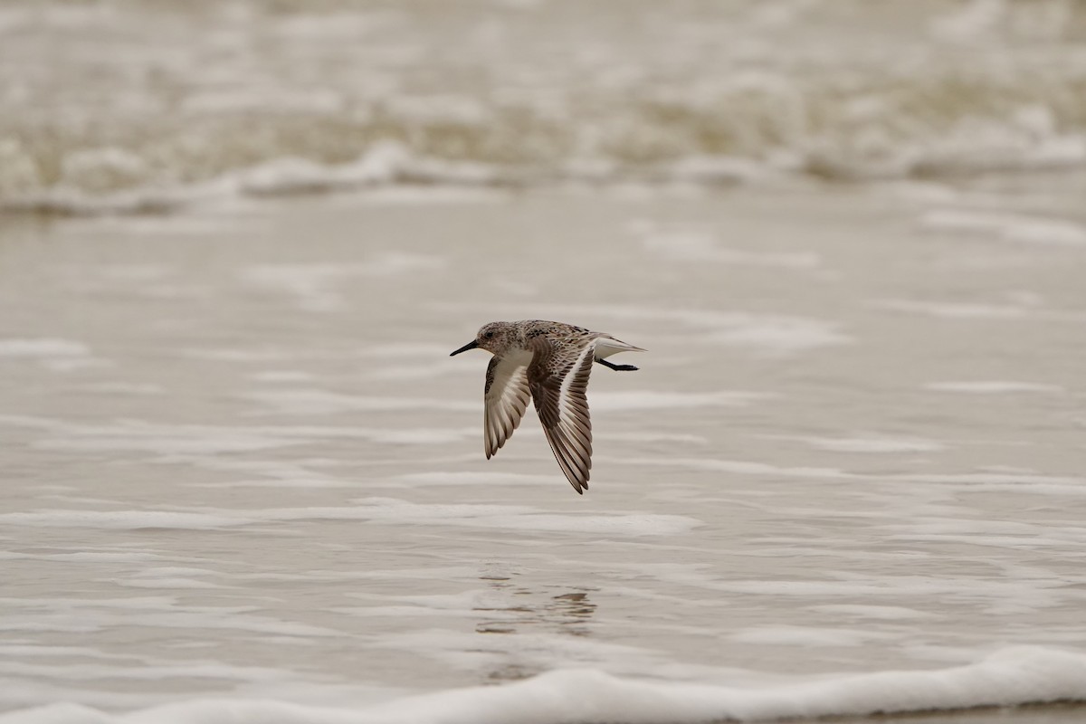 Bécasseau sanderling - ML620826018