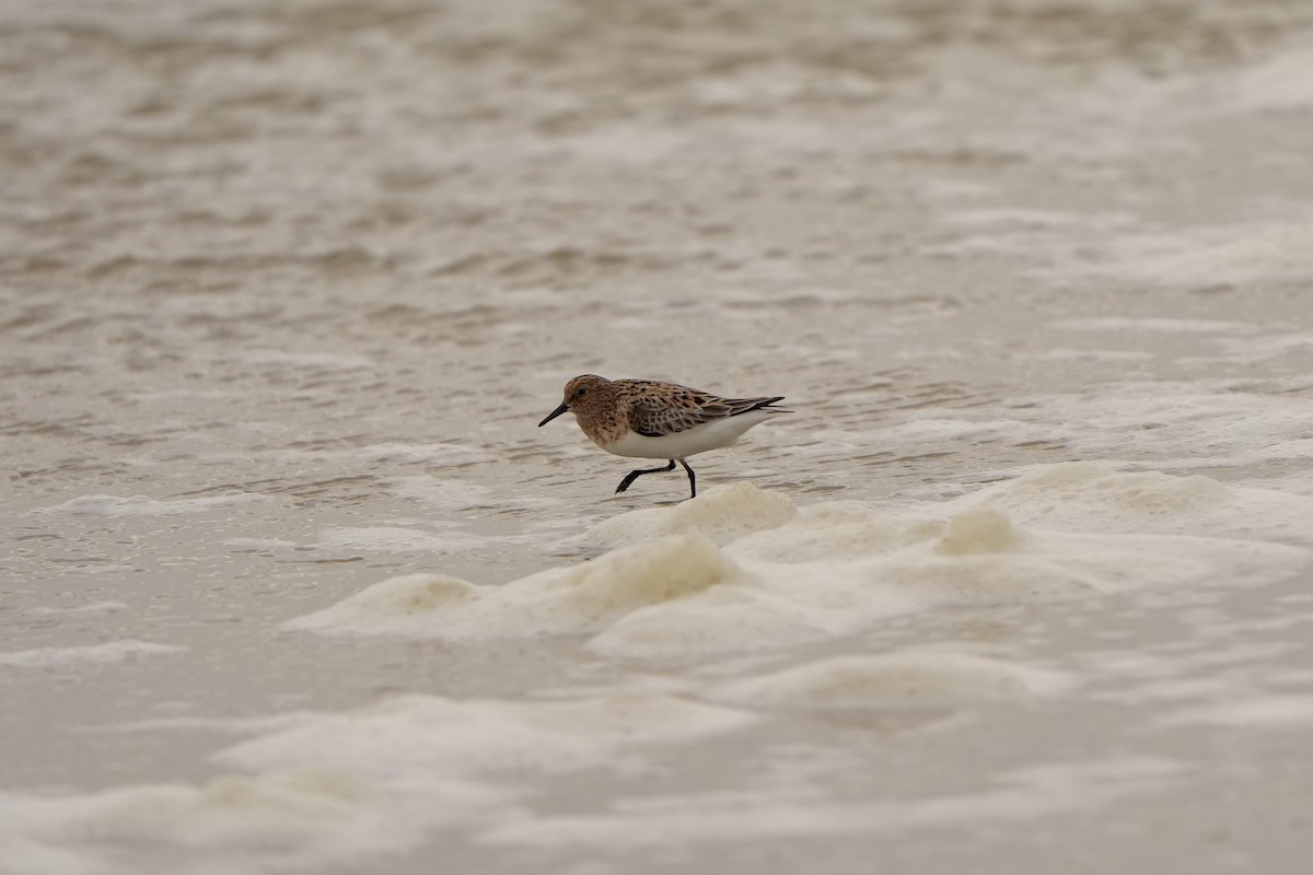 Bécasseau sanderling - ML620826019