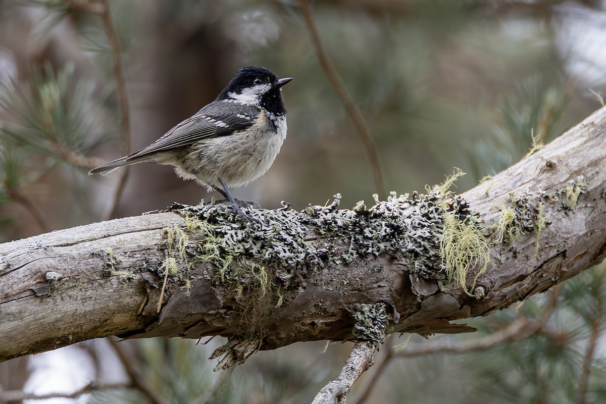 Coal Tit - Matthew Kwan