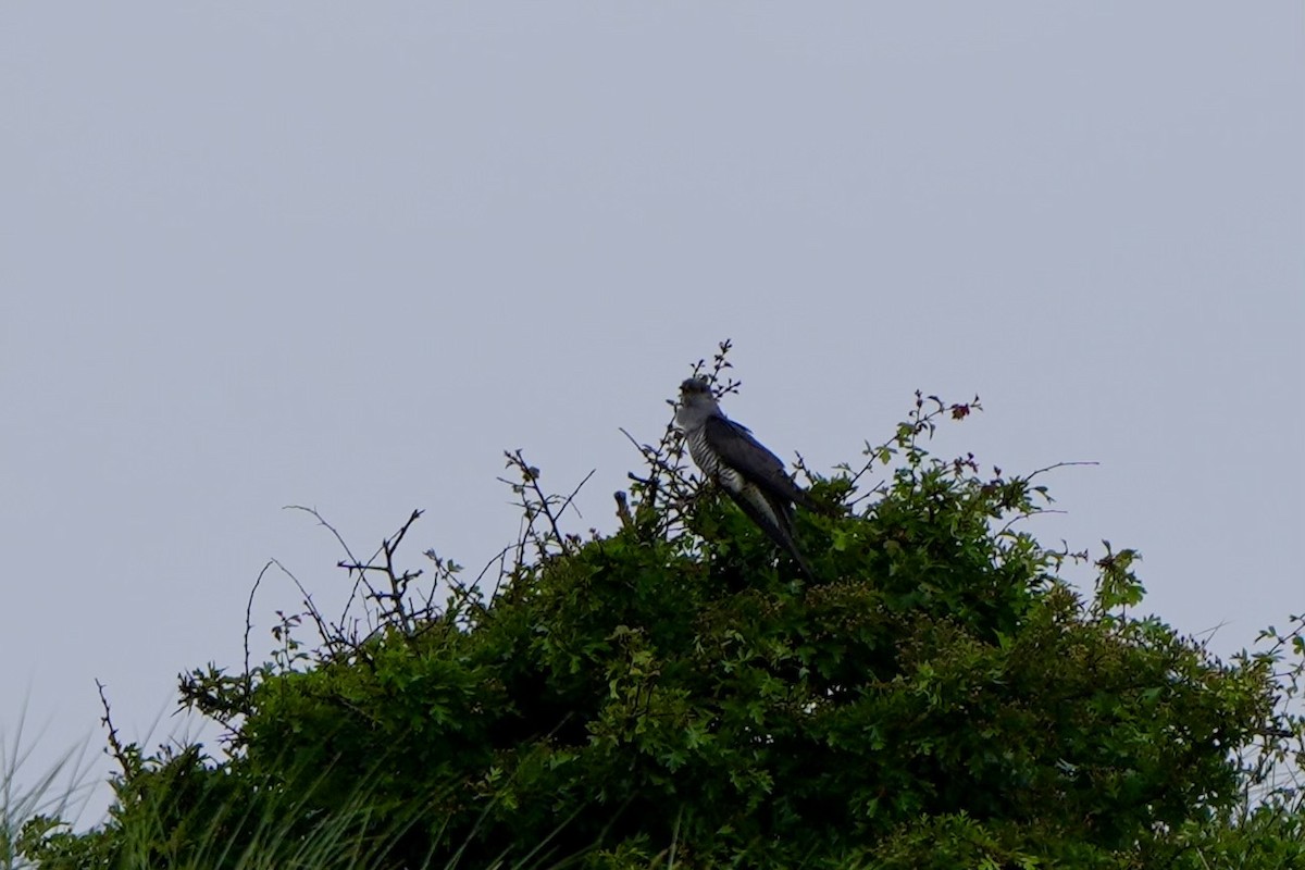 Common Cuckoo - ML620826023