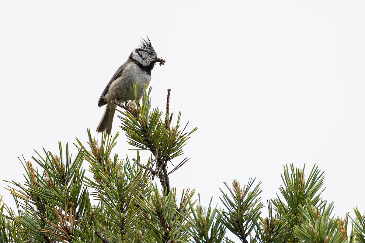 Crested Tit - Matthew Kwan