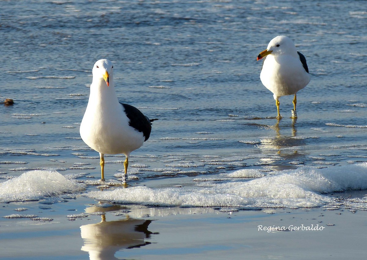 Olrog's Gull - ML620826028