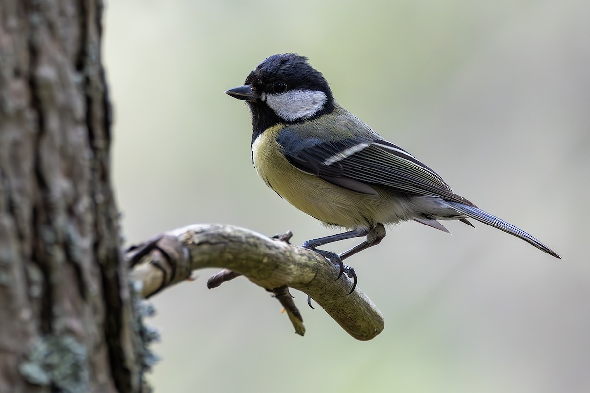 Great Tit - ML620826032