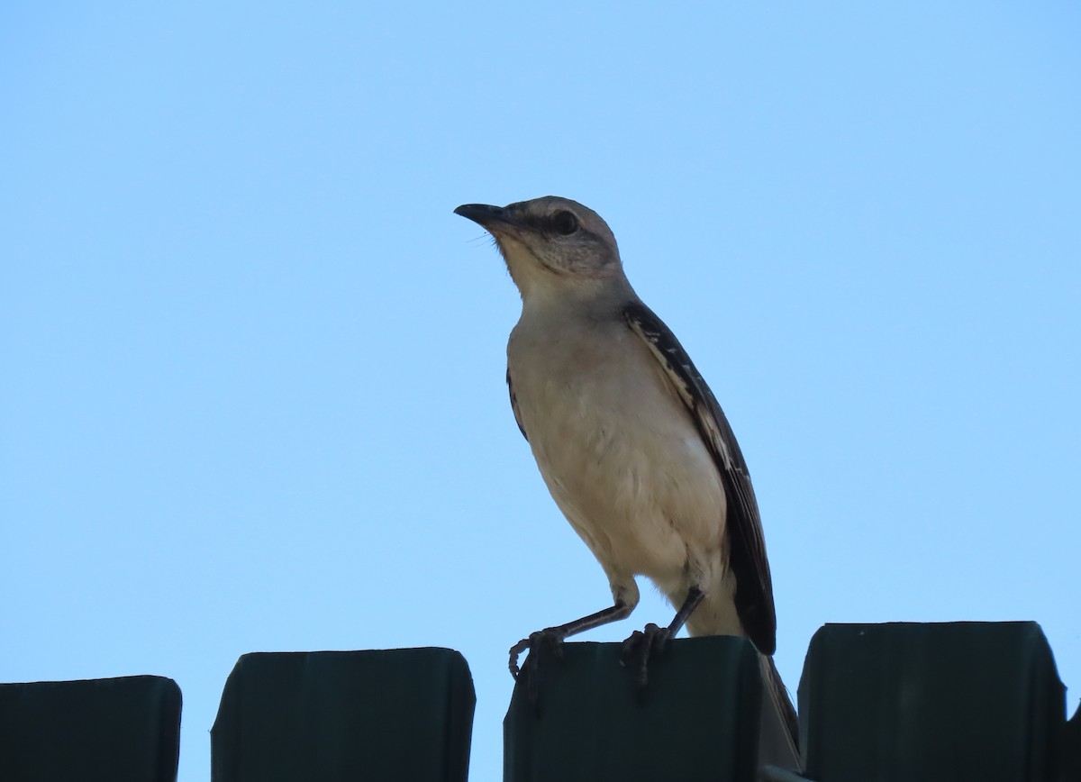 Northern Mockingbird - ML620826033