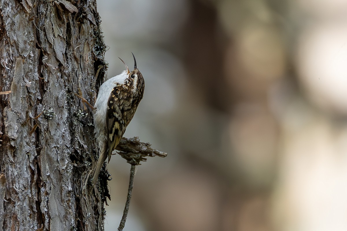 Eurasian Treecreeper - ML620826034