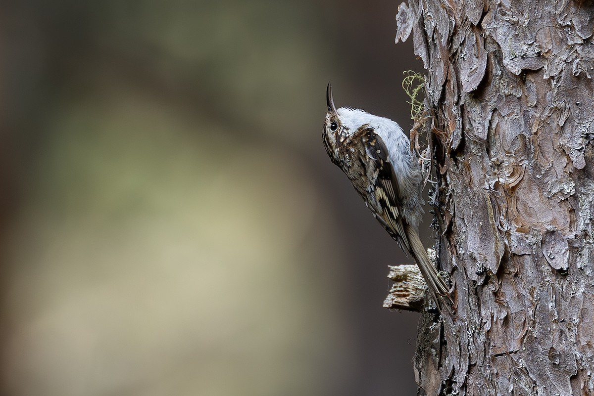 Eurasian Treecreeper - ML620826035