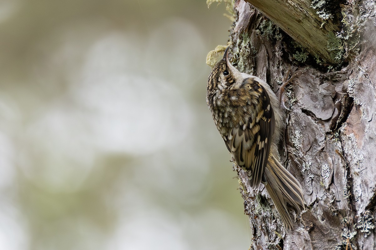 Eurasian Treecreeper - ML620826037