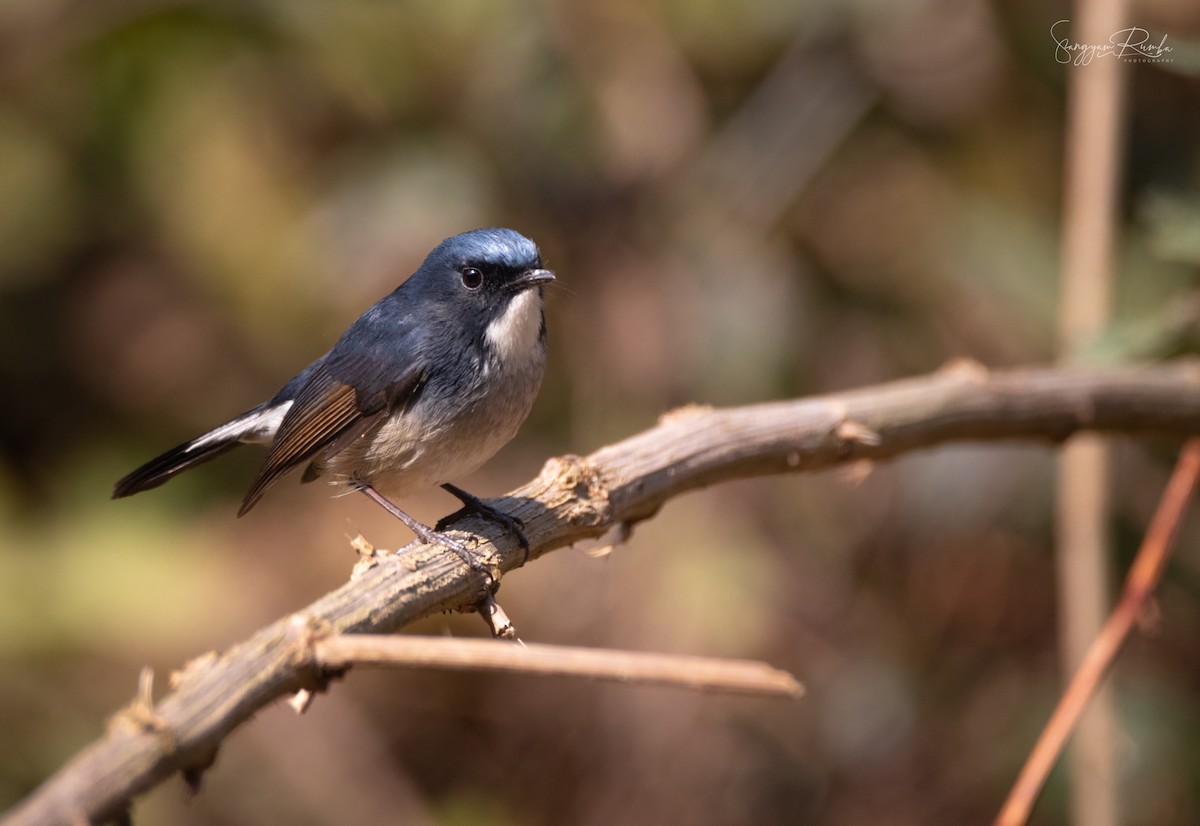 Slaty-blue Flycatcher - ML620826041