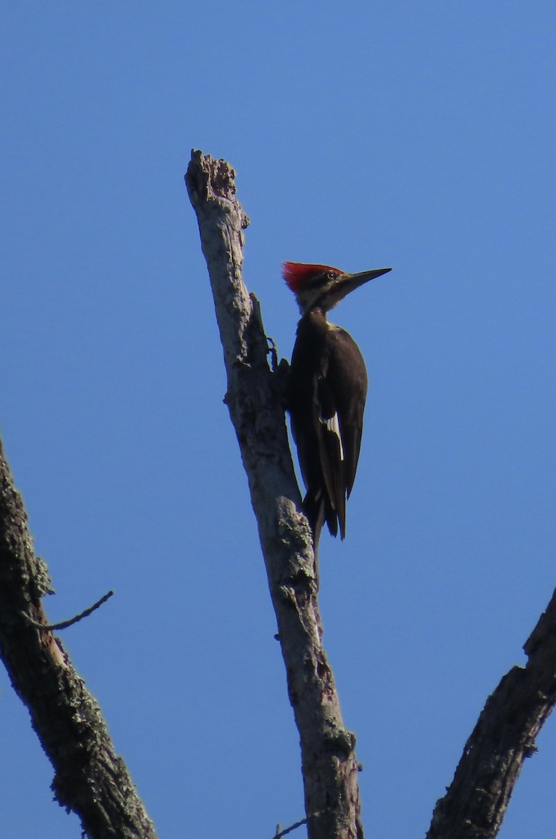 Pileated Woodpecker - ML620826046