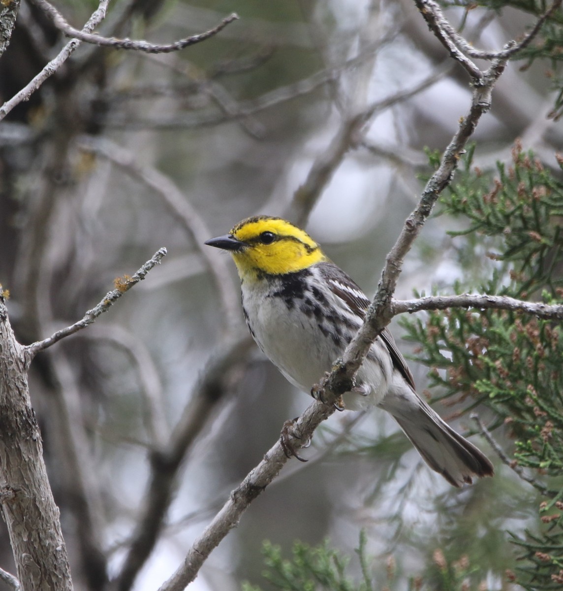 Golden-cheeked Warbler - ML620826047