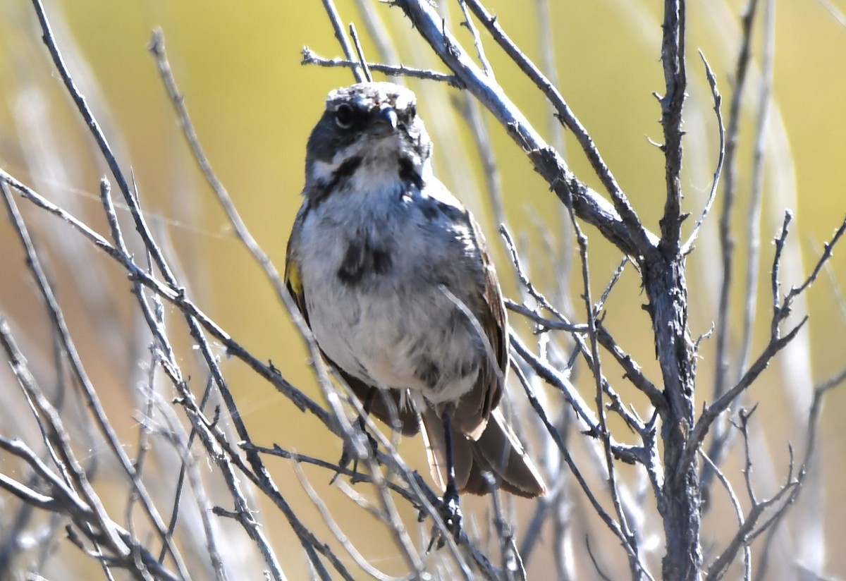 Bell's Sparrow - ML620826051