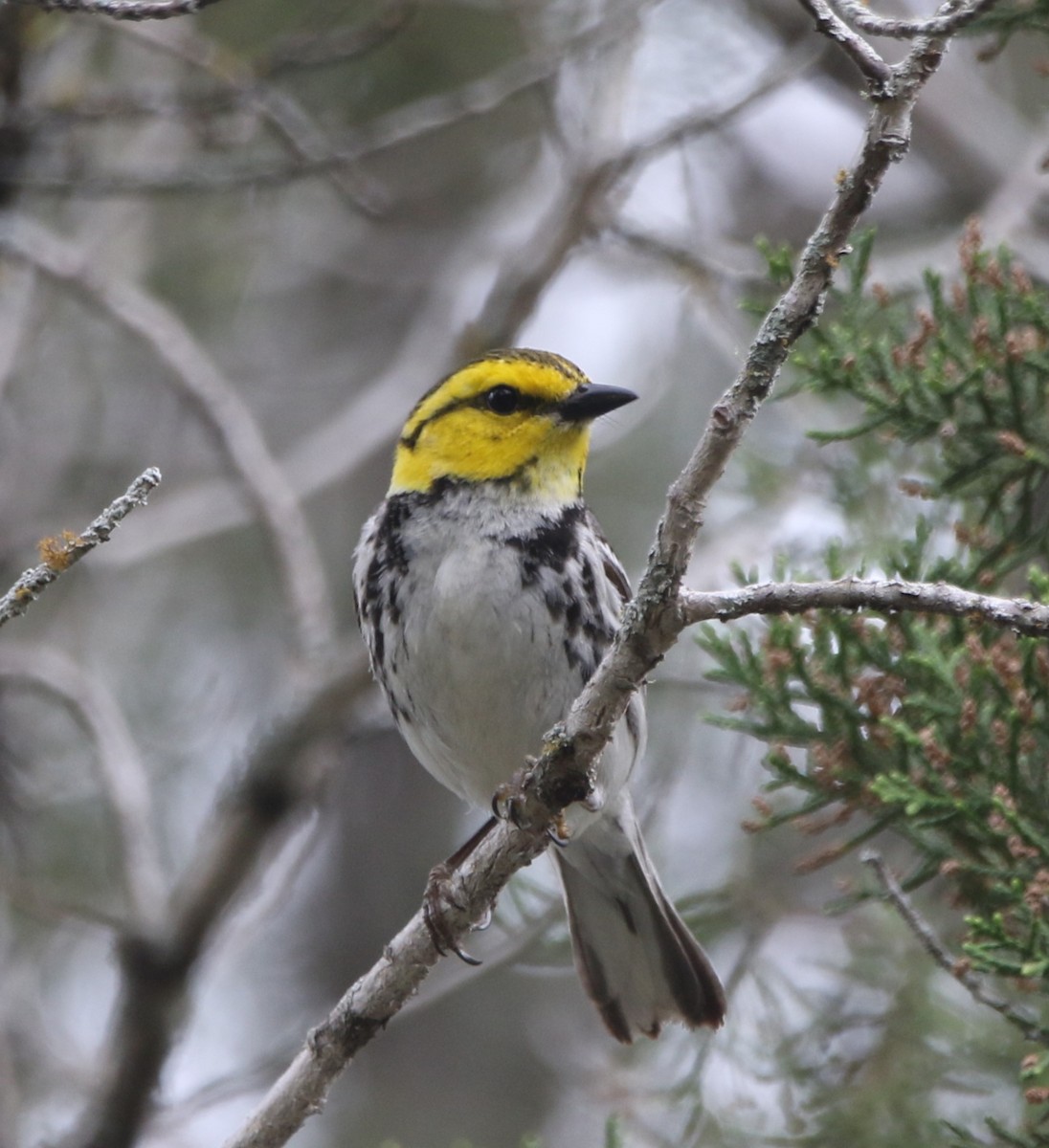 Golden-cheeked Warbler - ML620826052