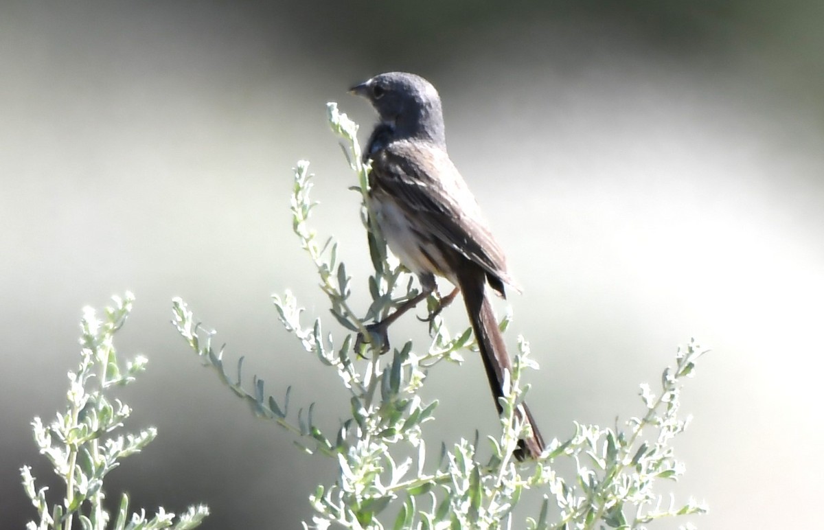 Bell's Sparrow - ML620826054