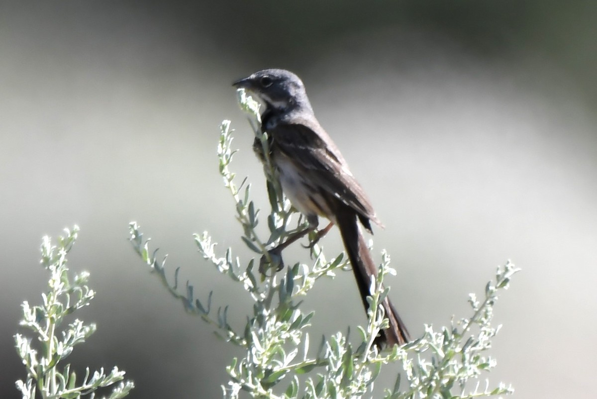 Bell's Sparrow - ML620826055