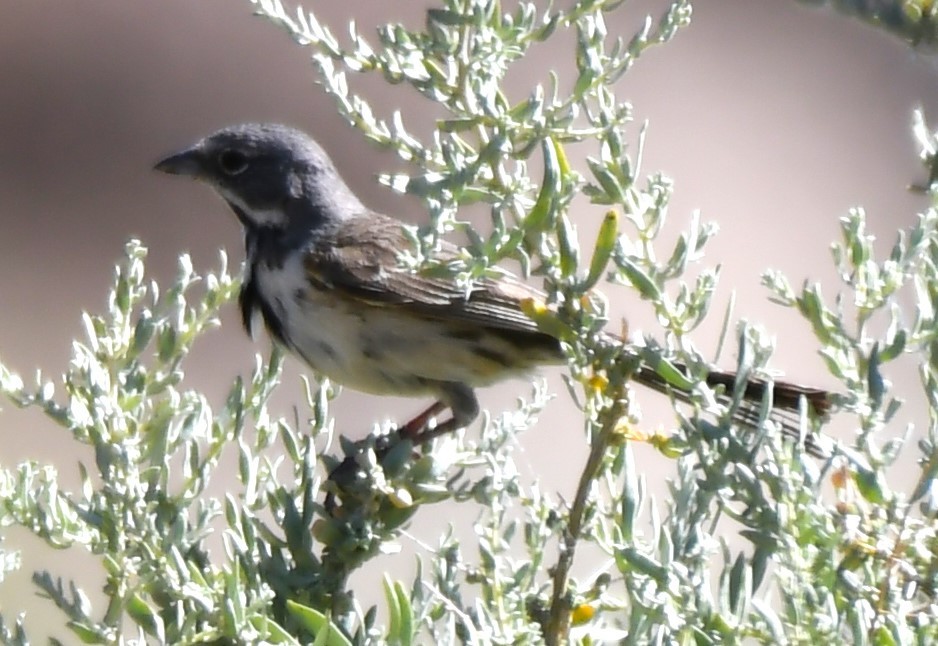 Bell's Sparrow - ML620826056