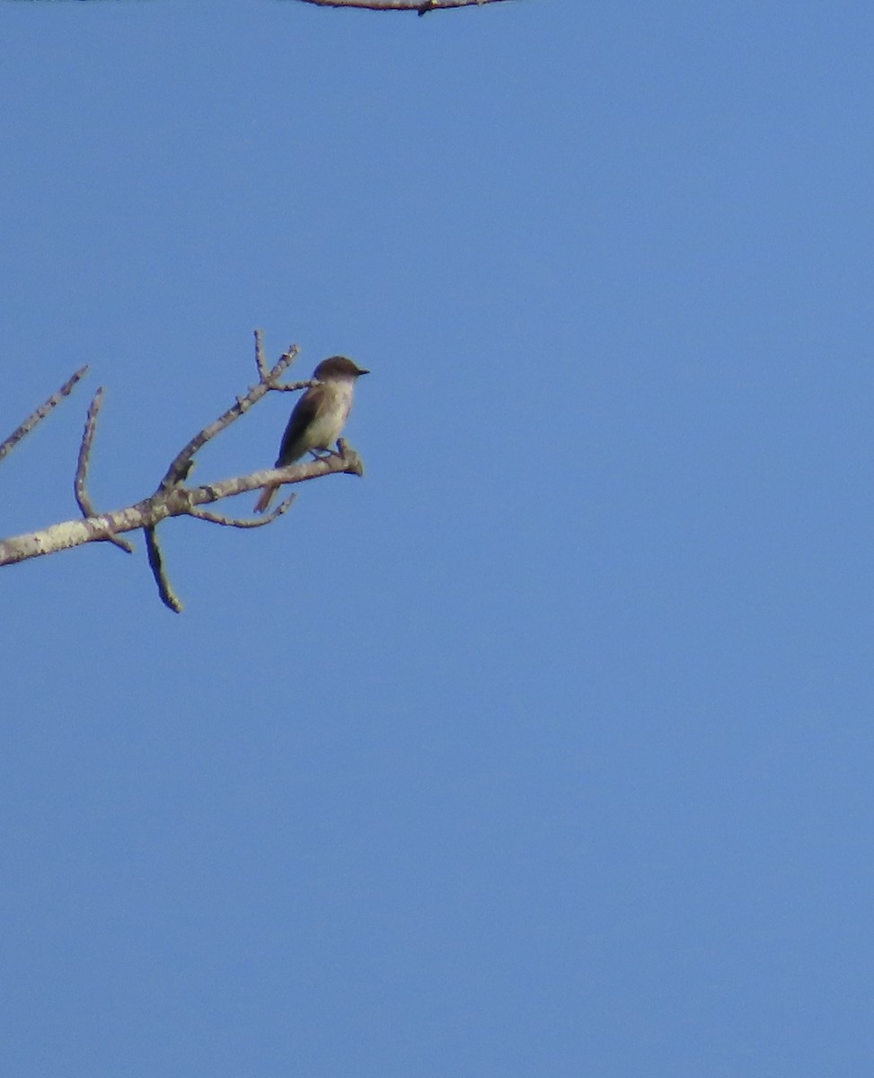 Eastern Wood-Pewee - Penelope Reighart