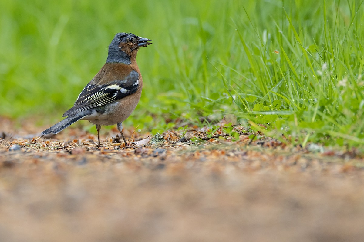 Common Chaffinch - ML620826066