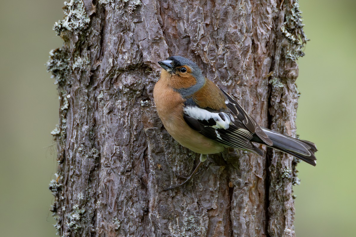 Common Chaffinch - ML620826067