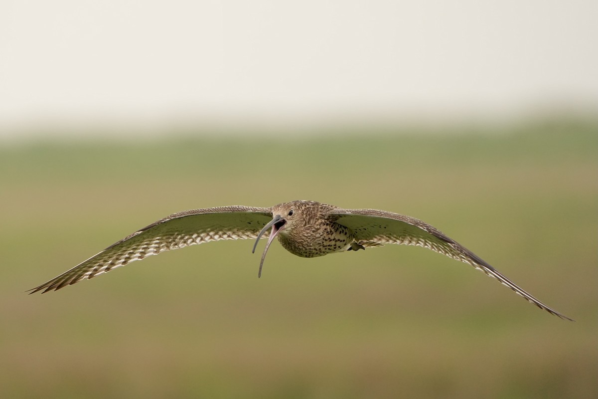 Eurasian Curlew - Anonymous