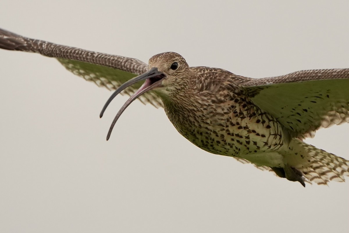 Eurasian Curlew - ML620826070