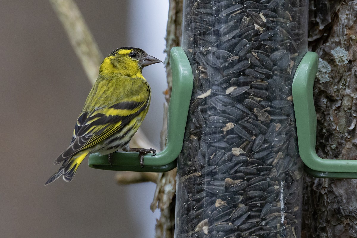 Eurasian Siskin - ML620826075