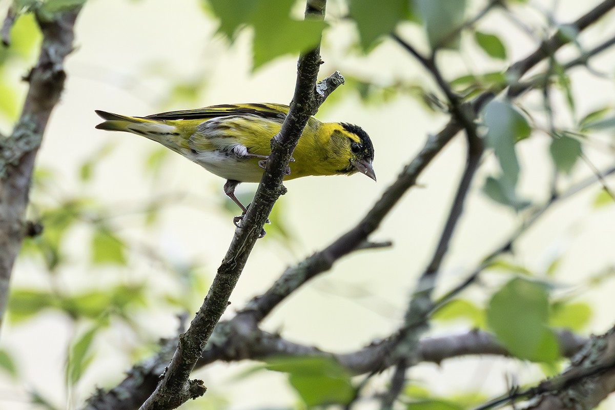 Eurasian Siskin - ML620826076