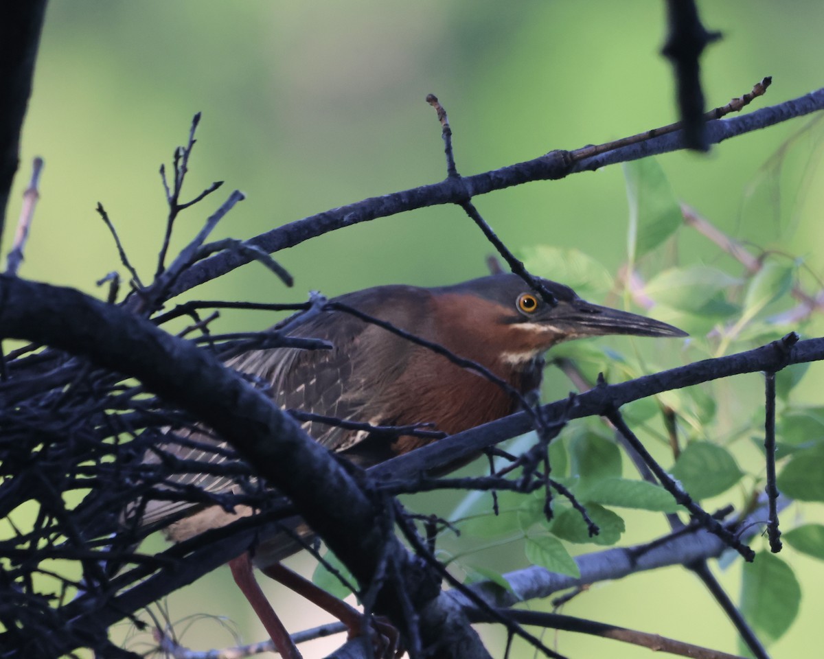 Green Heron - ML620826081