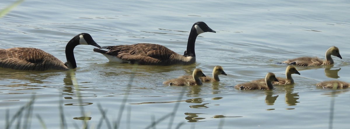 Canada Goose - ML620826082